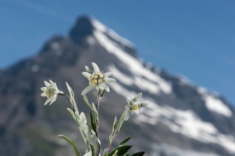 Edelweiss