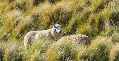 New Zealand sheep grazing in a meadow at hill Sandymount