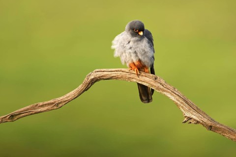 Red-footed Falcon