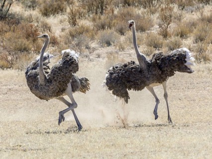 Ostriches