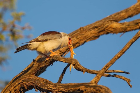 African Pygmy Falcon