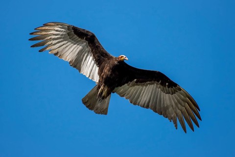 Lesser yellow-headed vulture