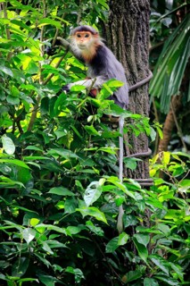 Red-shanked douc