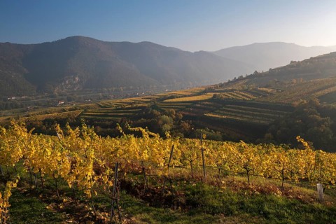 Autumnal vineyards near Weissenkirchen in the Wachau