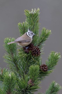 Crested tit