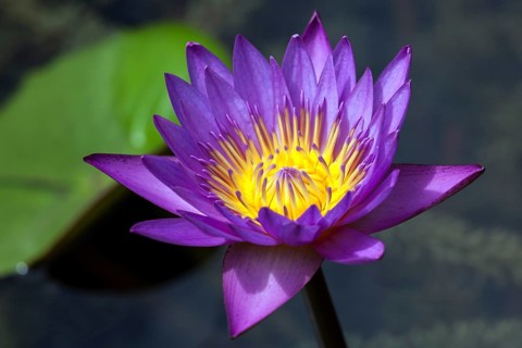 Blue lotus