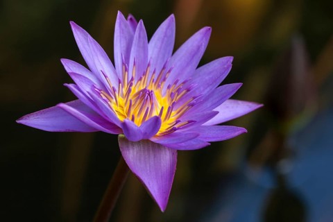 Blue lotus