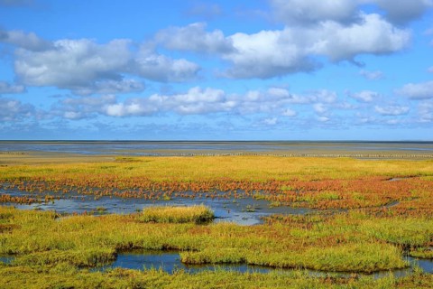 Glasswort