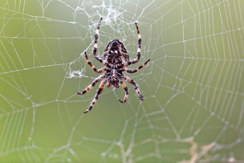 Cross spider