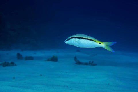 Red Sea Goatfish