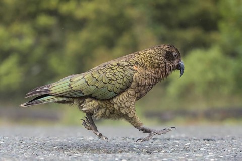 Kea