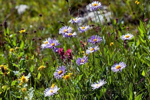 Alpine aster