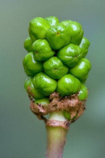 Wild Arum