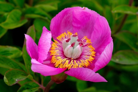 Blossom of wild Peony