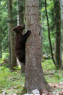 Brown bear