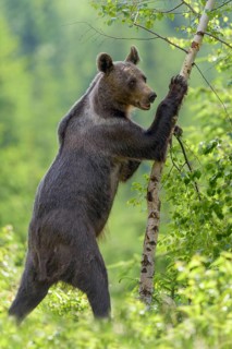 Brown bear