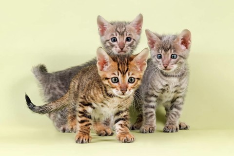 Breedcat Toyger