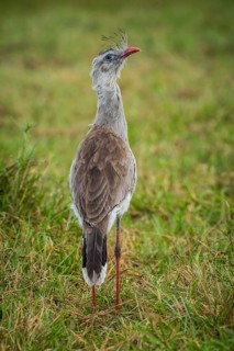 Red-legged seriema
