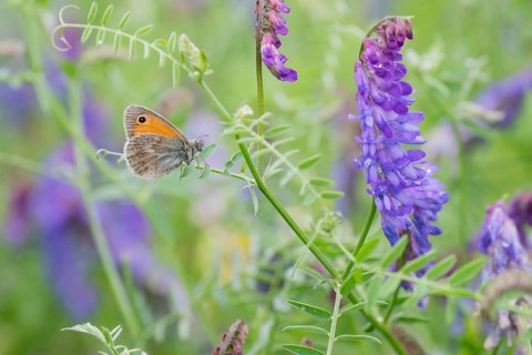 Small heath