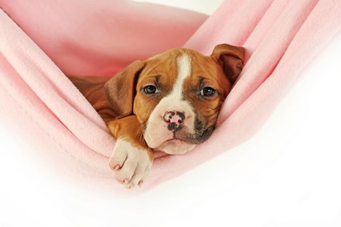 American Staffordshire Terrier