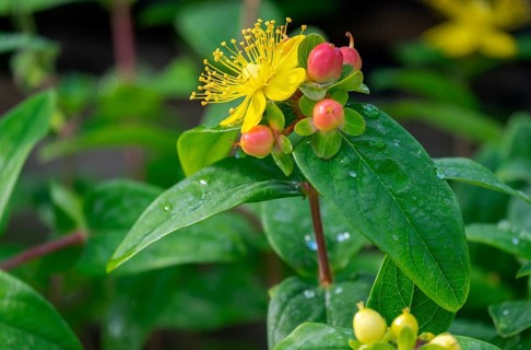 St. John's Wort
