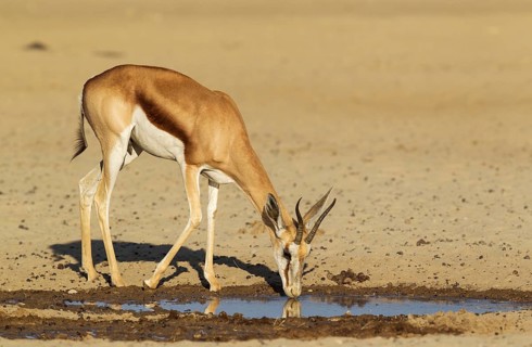 Springbok