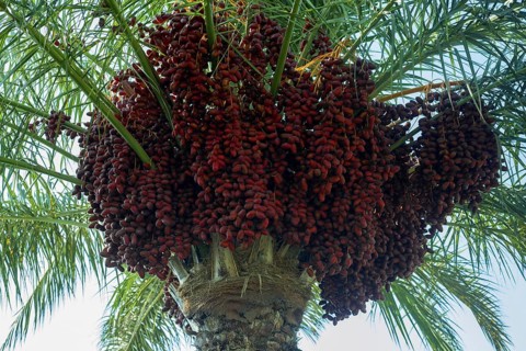 Ripe red fruits dates on date palm