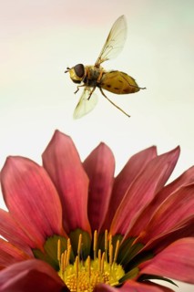 Syrphus ribesii