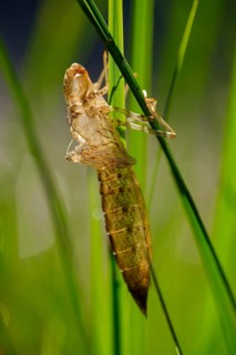 Larval skin