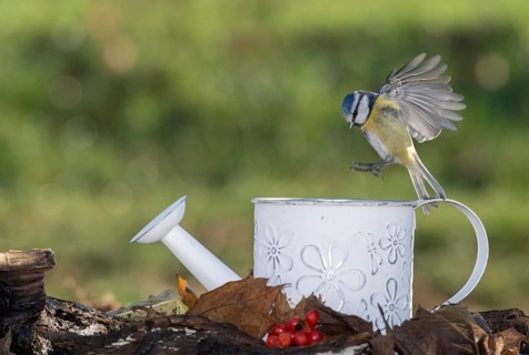 Blue tit