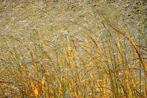 Switchgrass