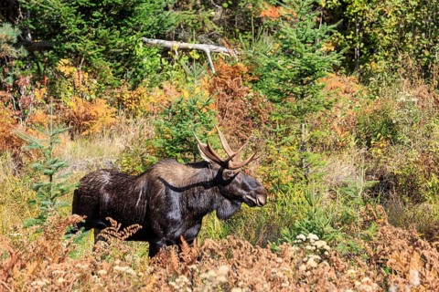 Elk