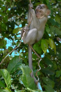 Baby crab-eating macaque or long-tailed macaque