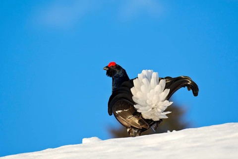 Black grouse