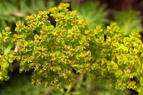 Flowering Siberian spurge