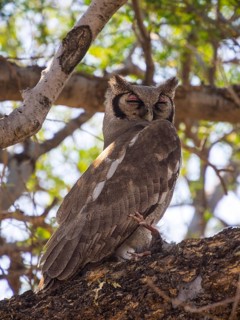 Verreaux's eagle-owl