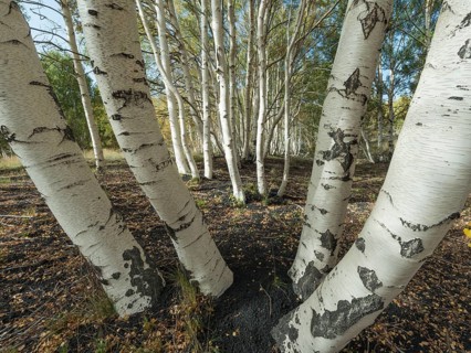 Endemic etna Birch