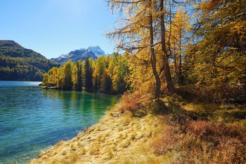 Larch forest