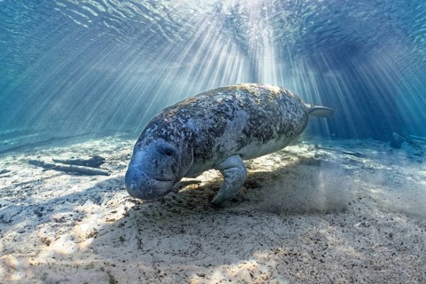 West Indian manatee