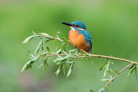 Kingfisher