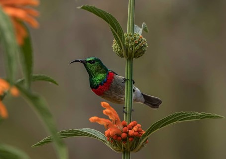 Southern Double-collared Sunbird