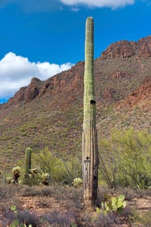Saguaro Cacti