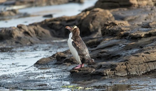 Yellow-eyed penguin
