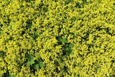 Common lady's mantle