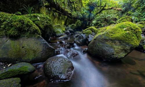 Rocks overgrown with ferns and moss