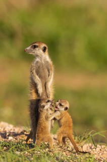 Suricates