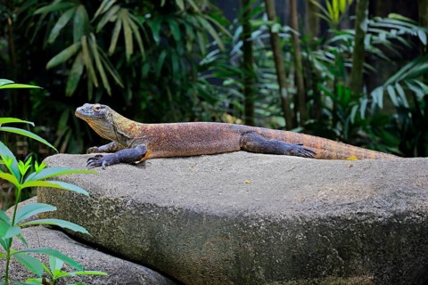 Komodo dragon