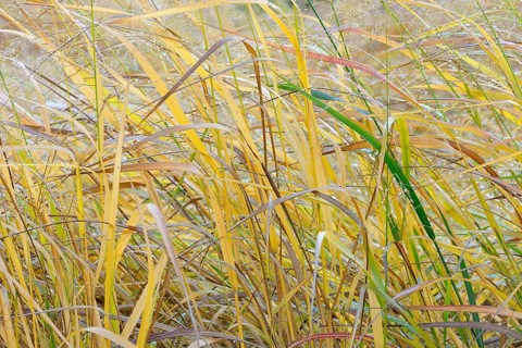 Switchgrass