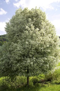 White flowering grape cherry