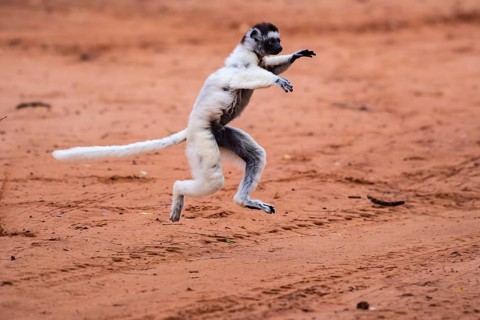 Dancing Verreaux's sifaka